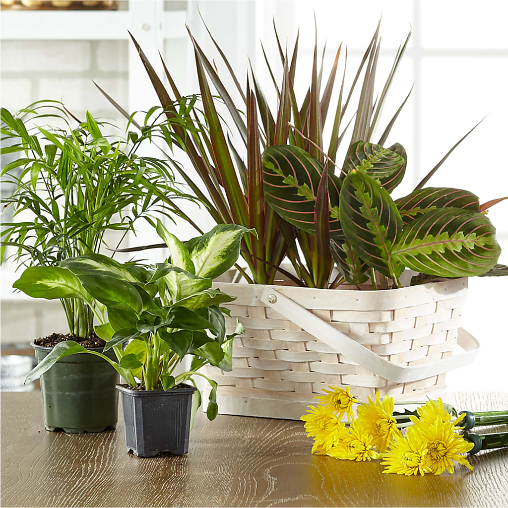 Florist Designed Blooming and Green Plants in a Basket – Grayson Florist And Gifts, Independence VA