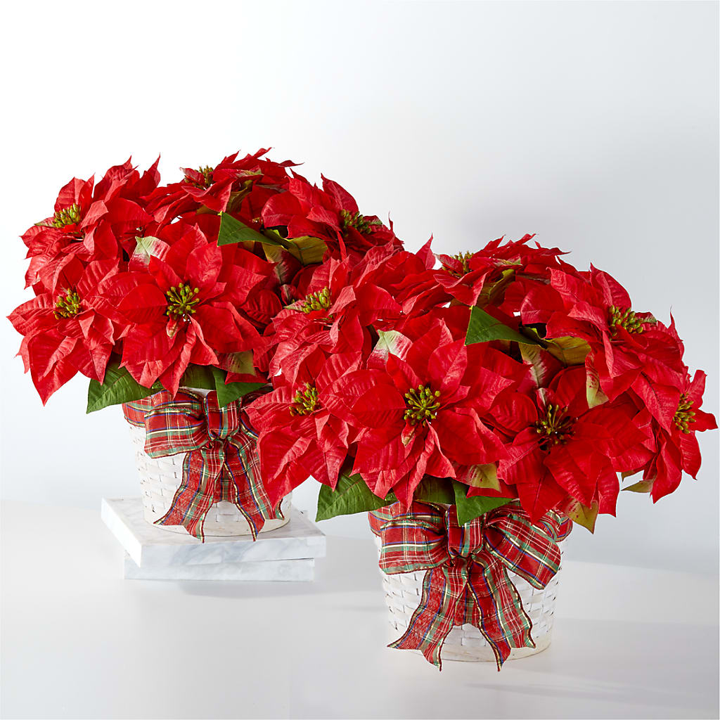 Happiest Holidays Poinsettia Bundle – Grayson Florist And Gifts, Independence VA