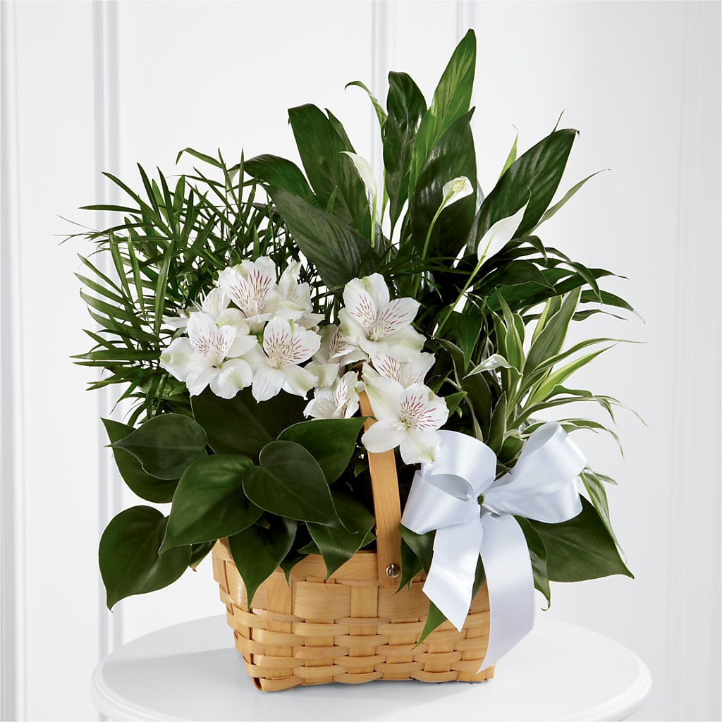 Peace & Serenity Dishgarden – Grayson Florist And Gifts, Independence VA