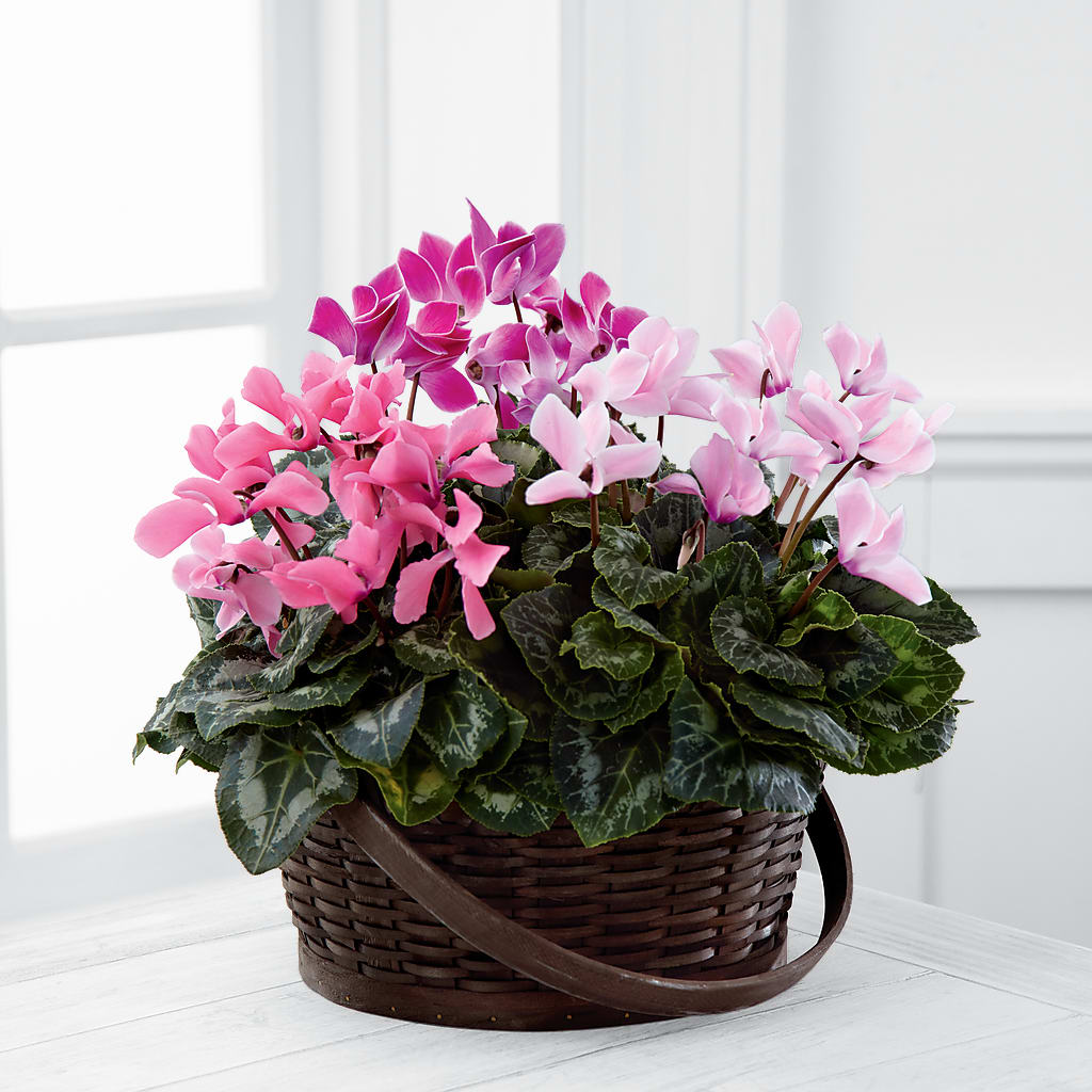 Mixed Cyclamen Planter – Grayson Florist And Gifts, Independence VA