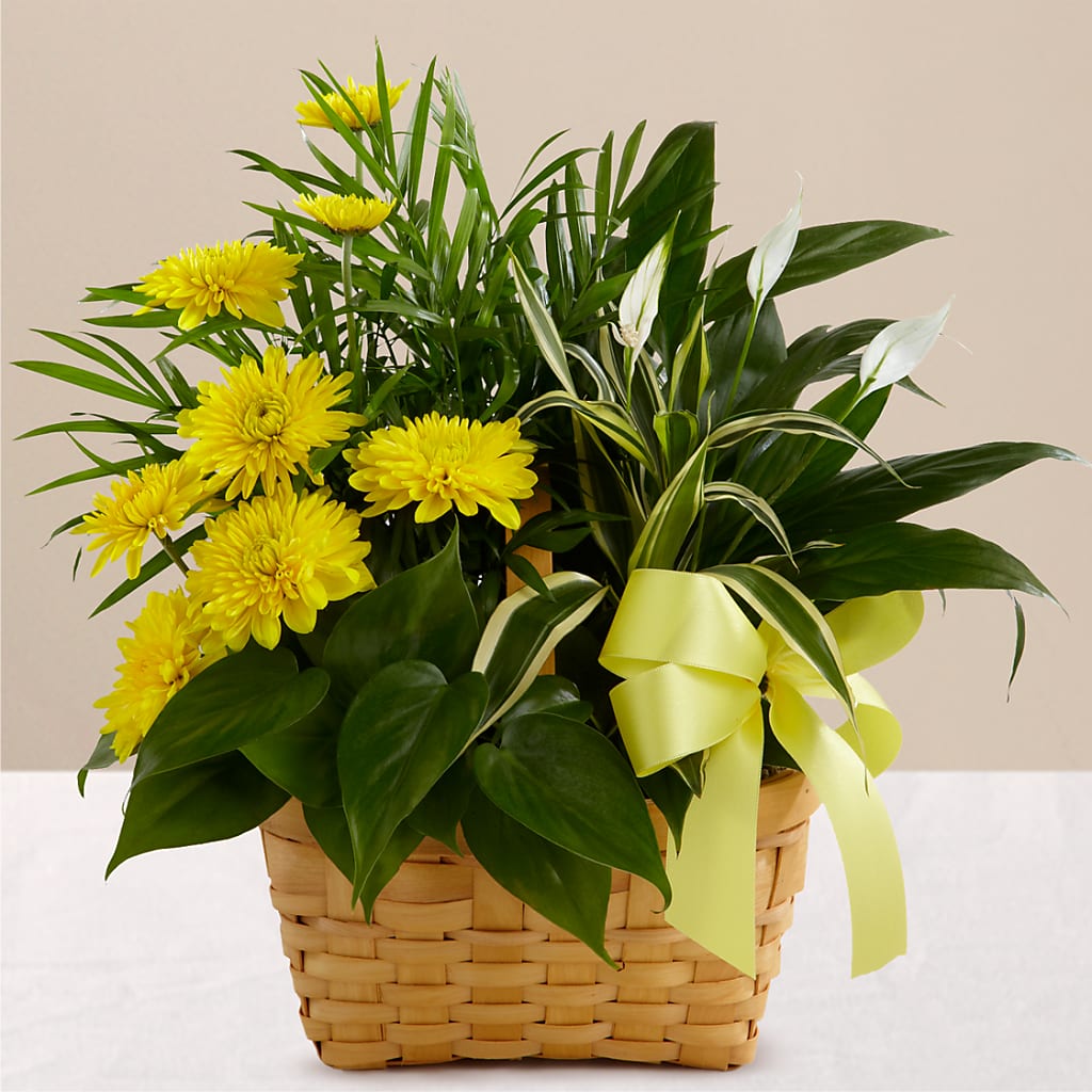 Loving Light Dishgarden – Grayson Florist And Gifts, Independence VA