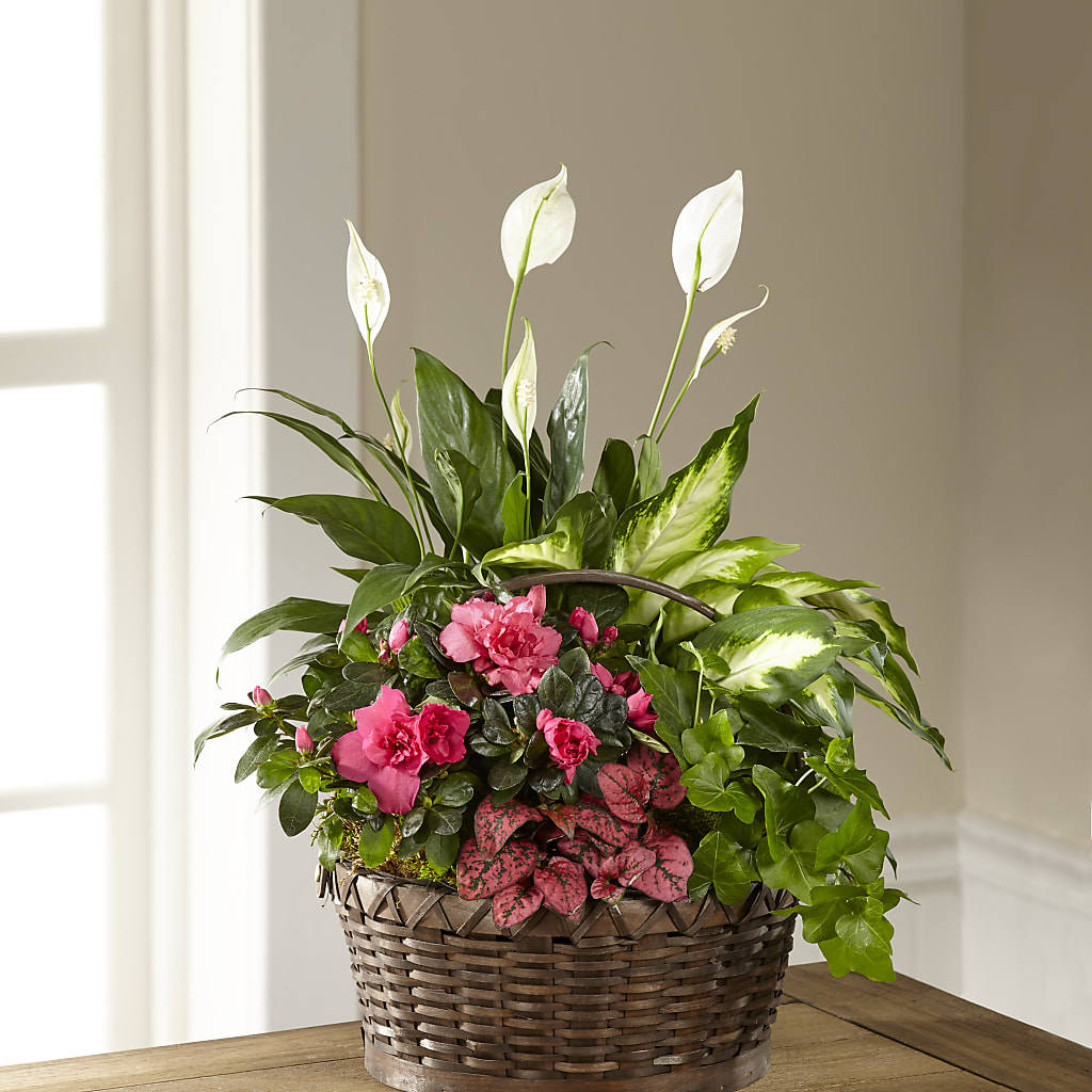 Dream in Pink Dishgarden – Grayson Florist And Gifts, Independence VA