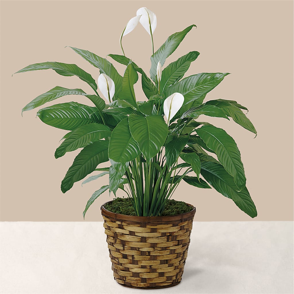 Tranquil Moments Peace Lily Plant – Grayson Florist And Gifts, Independence VA