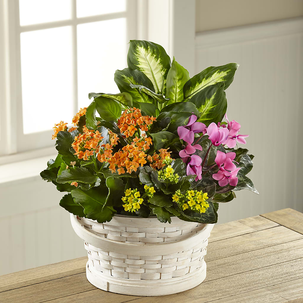 Color Crush Dishgarden – Grayson Florist And Gifts, Independence VA