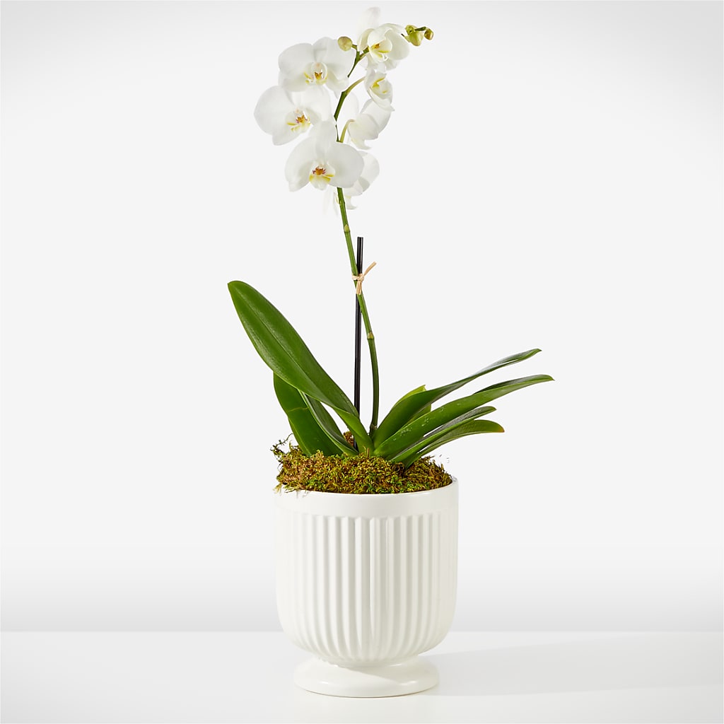 Whispering White Orchid – Grayson Florist And Gifts, Independence VA