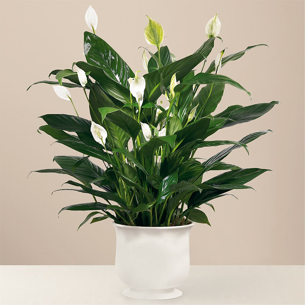 Comfort Planter – Grayson Florist And Gifts, Independence VA
