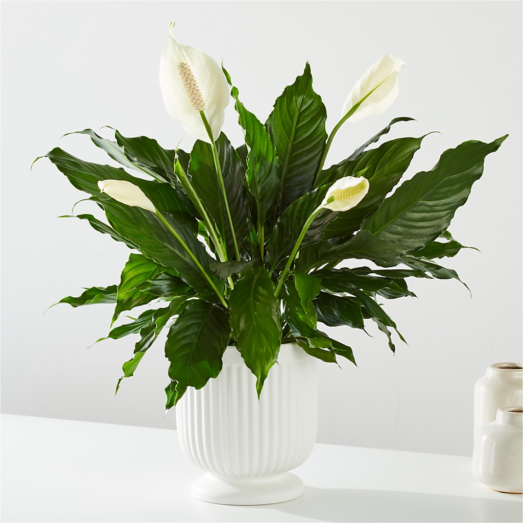 Comfort Planter – Grayson Florist And Gifts, Independence VA