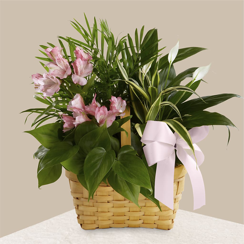 Living Spirit Dishgarden – Grayson Florist And Gifts, Independence VA