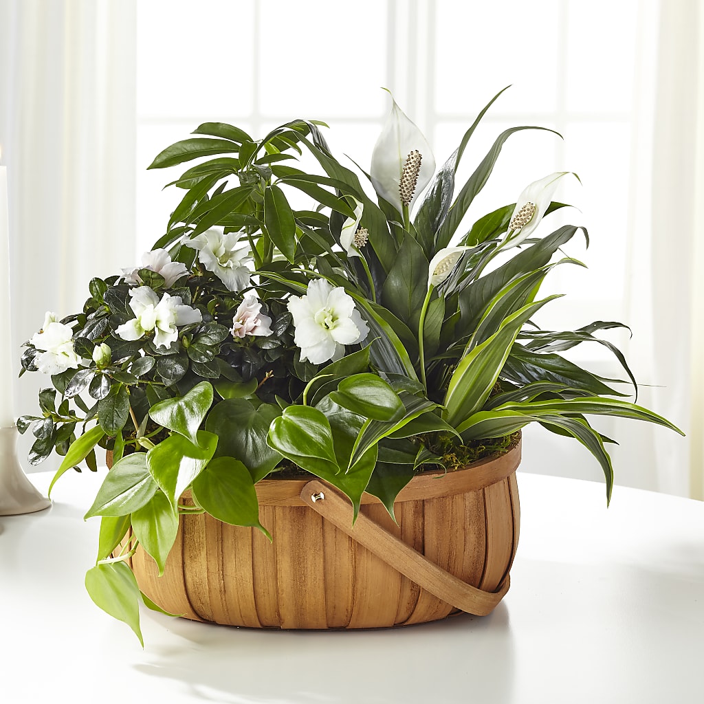 Serene Dishgarden – Grayson Florist And Gifts, Independence VA