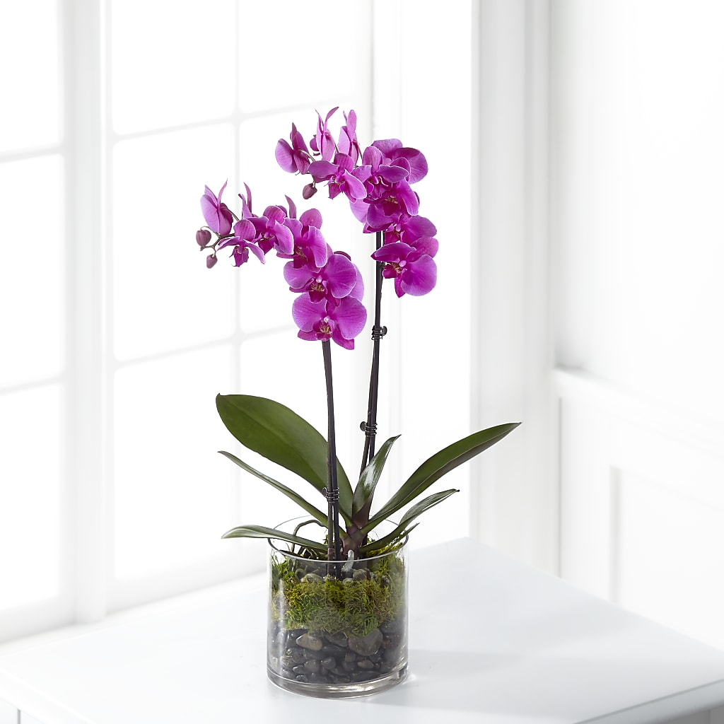 Pink Orchid Plant – Grayson Florist And Gifts, Independence VA