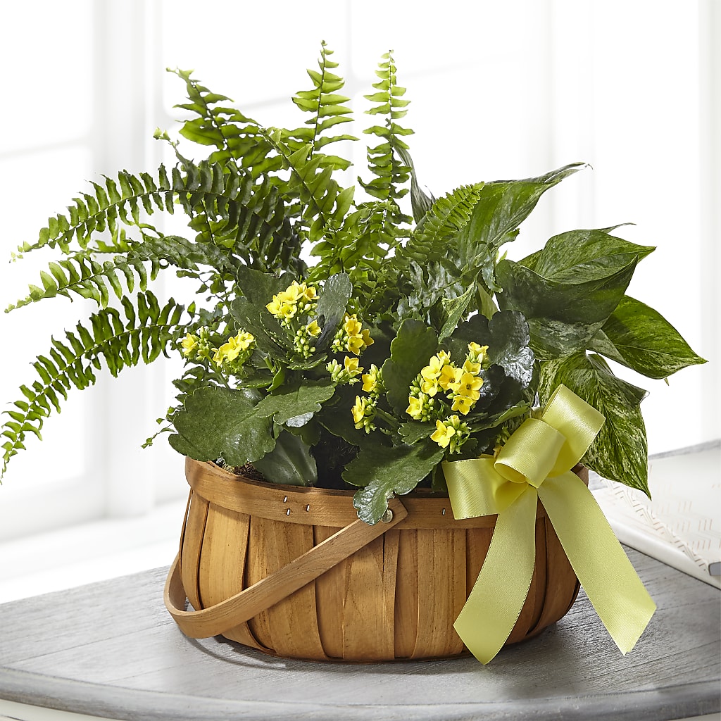 Always Dear Dishgarden – Grayson Florist And Gifts, Independence VA