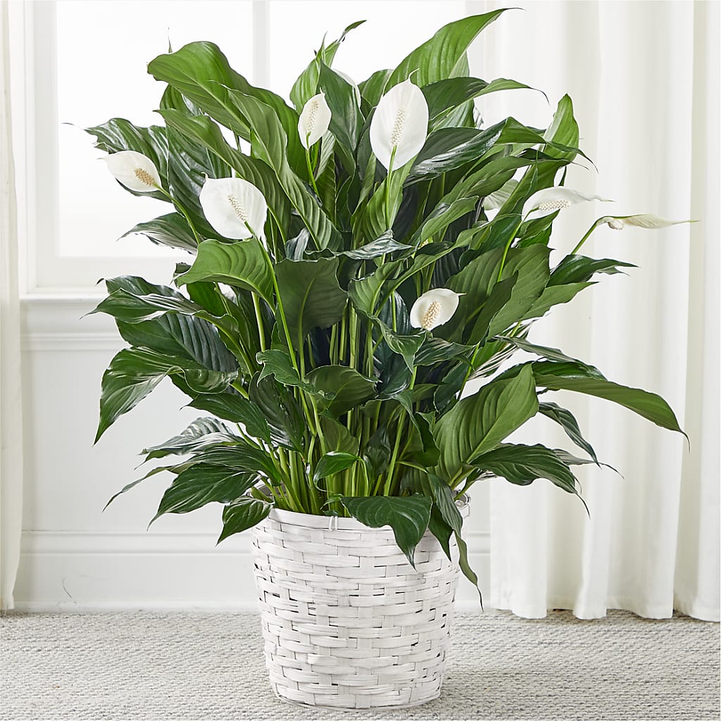 A New Leaf Peace Lily – Grayson Florist And Gifts, Independence VA