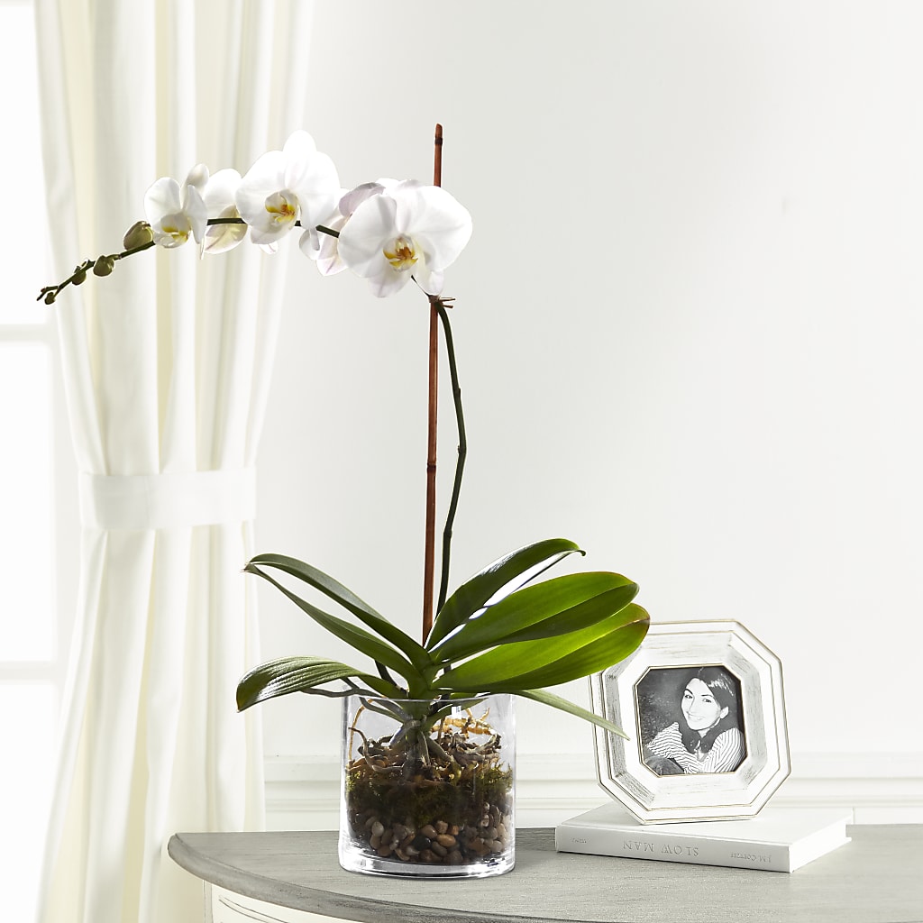 White Orchid Planter – Grayson Florist And Gifts, Independence VA