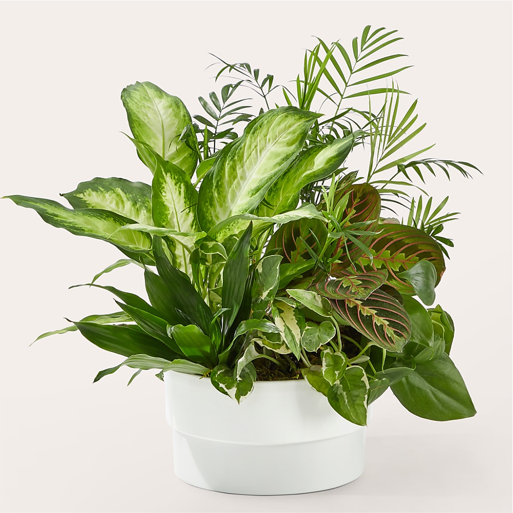 Radiating Positivity Dishgarden – Grayson Florist And Gifts, Independence VA