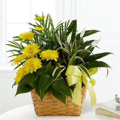 Loving Light Dishgarden –  Grayson Florist And Gifts, Independence VA