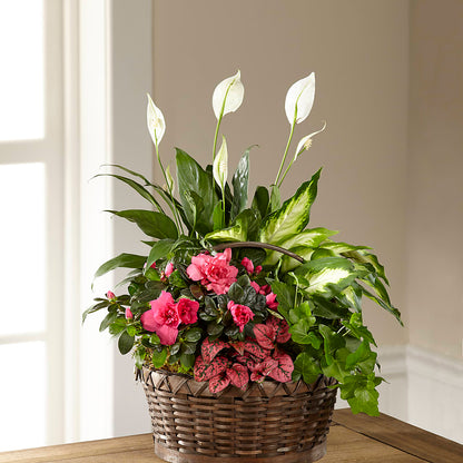 Dream in Pink Dishgarden –  Grayson Florist And Gifts, Independence VA