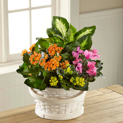 Color Crush Dishgarden –  Grayson Florist And Gifts, Independence VA