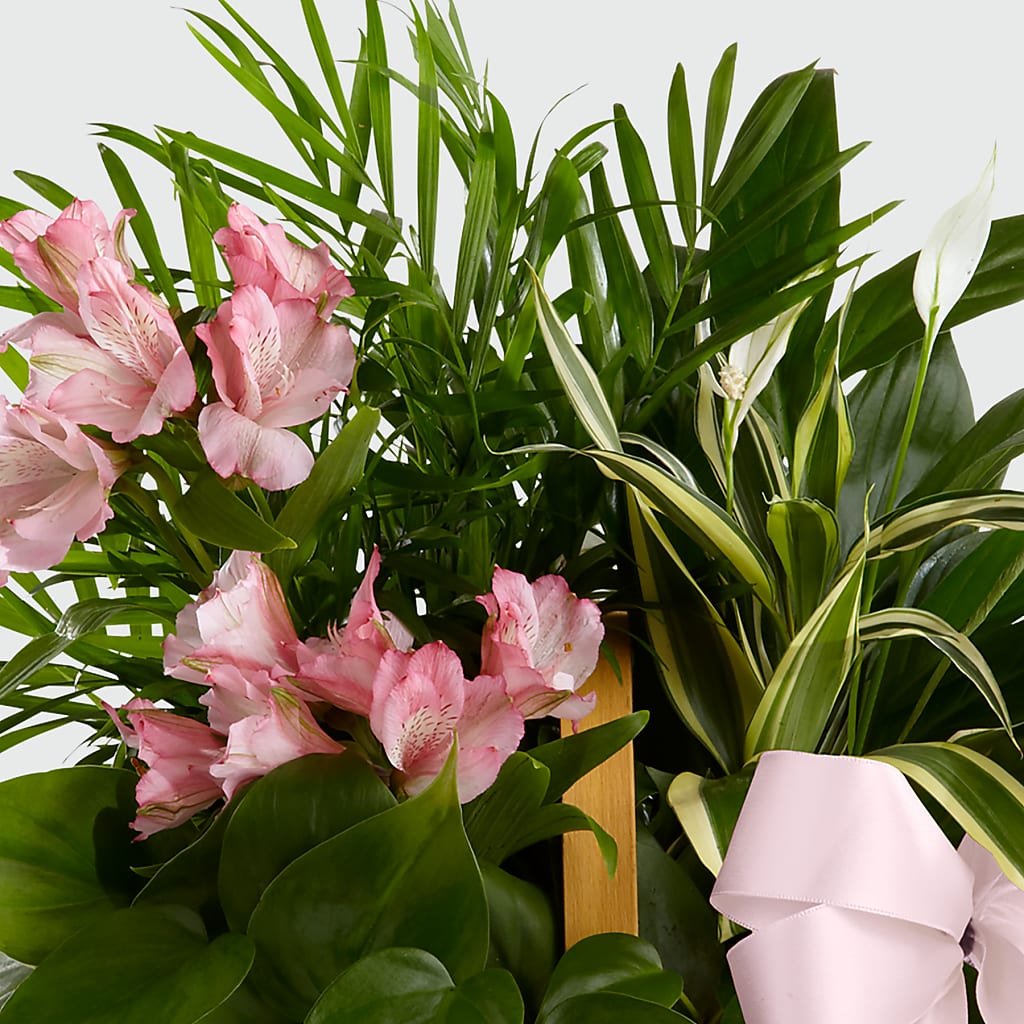 Living Spirit Dishgarden –  Grayson Florist And Gifts, Independence VA