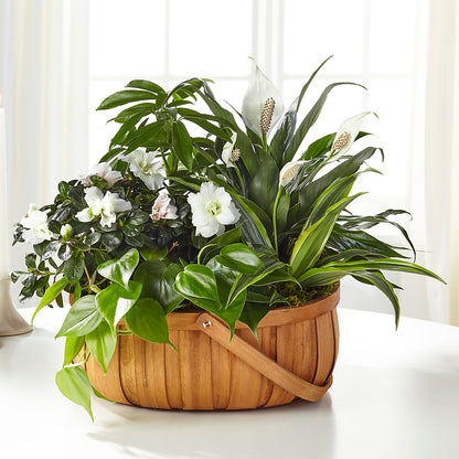 Serene Dishgarden –  Grayson Florist And Gifts, Independence VA