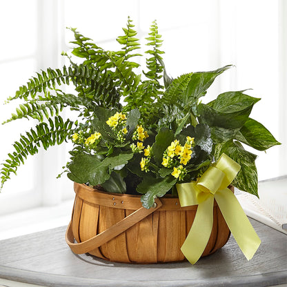 Always Dear Dishgarden –  Grayson Florist And Gifts, Independence VA