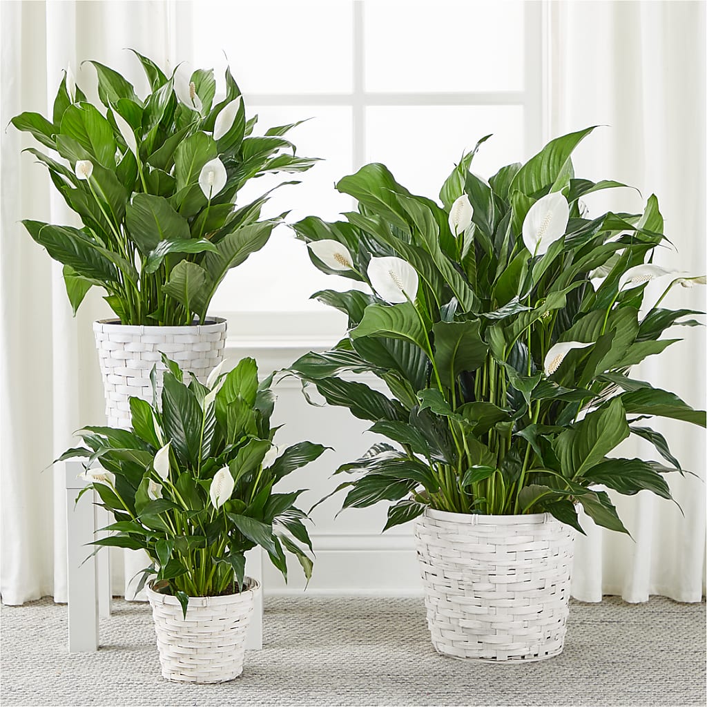 A New Leaf Peace Lily –  Grayson Florist And Gifts, Independence VA