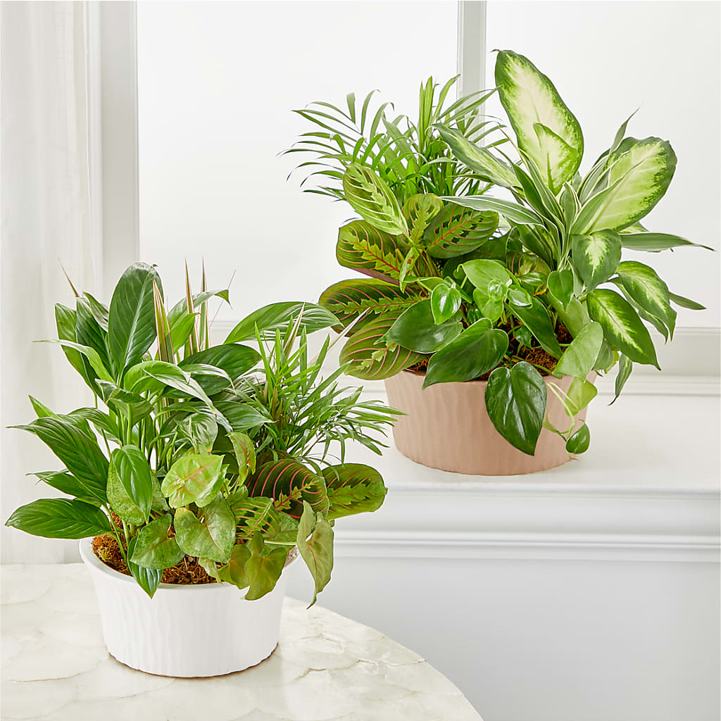 Balance & Harmony Dishgarden –  Grayson Florist And Gifts, Independence VA
