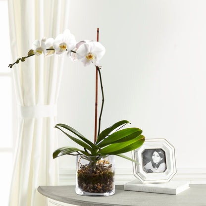 White Orchid Planter –  Grayson Florist And Gifts, Independence VA